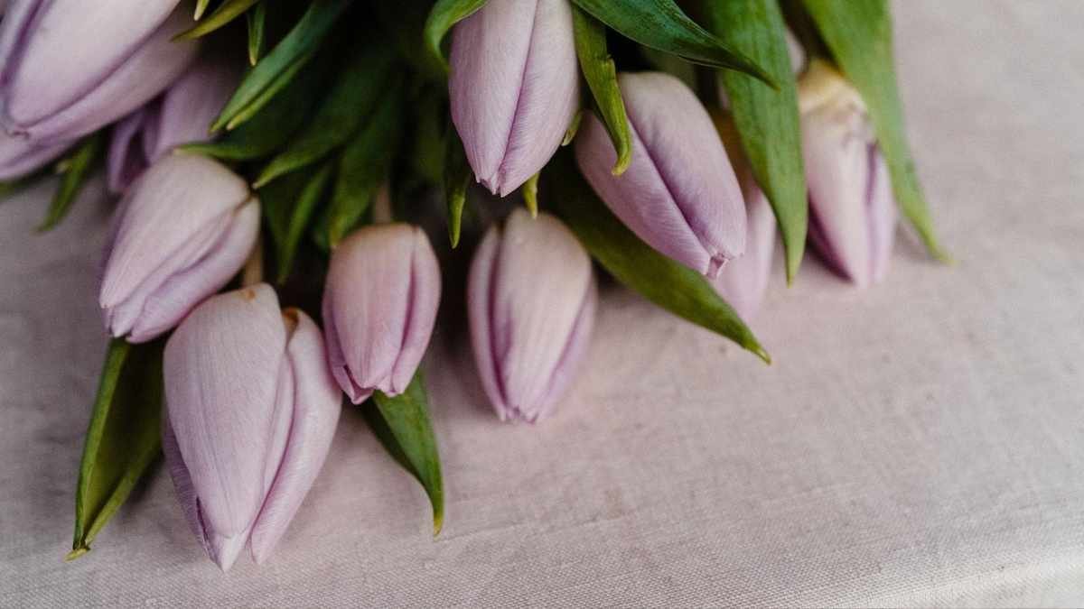 Tulip Care: 4 Essential Steps for Lasting Blooms at Home