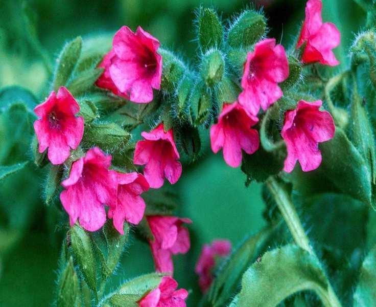 8 Underrated Shade Plants That Will Brighten Your Garden