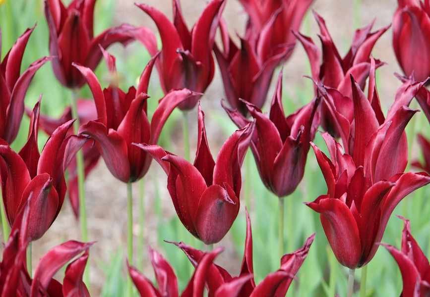 Expert Bulb Planting Trends to Embrace in 2025