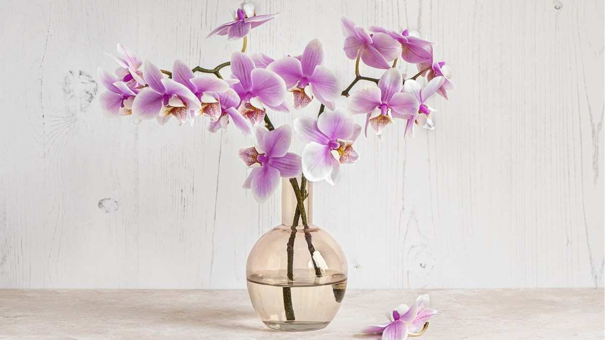 Growing Orchids in Water: Unlocking Hydroponic Blooming Secrets