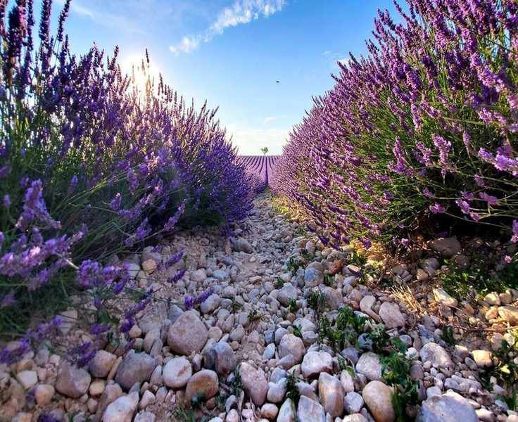 Landscaping with Lavender: 15 Creative Ways to Incorporate This Timeless Shrub
