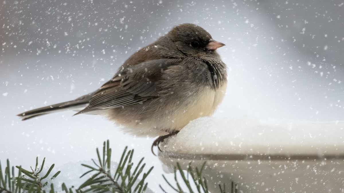 Support Garden Birds This Winter: 7 Ways to Provide Food and Shelter