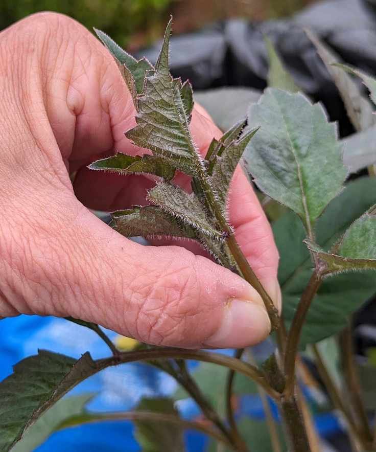 Pinching out the growing tip of a dahlia