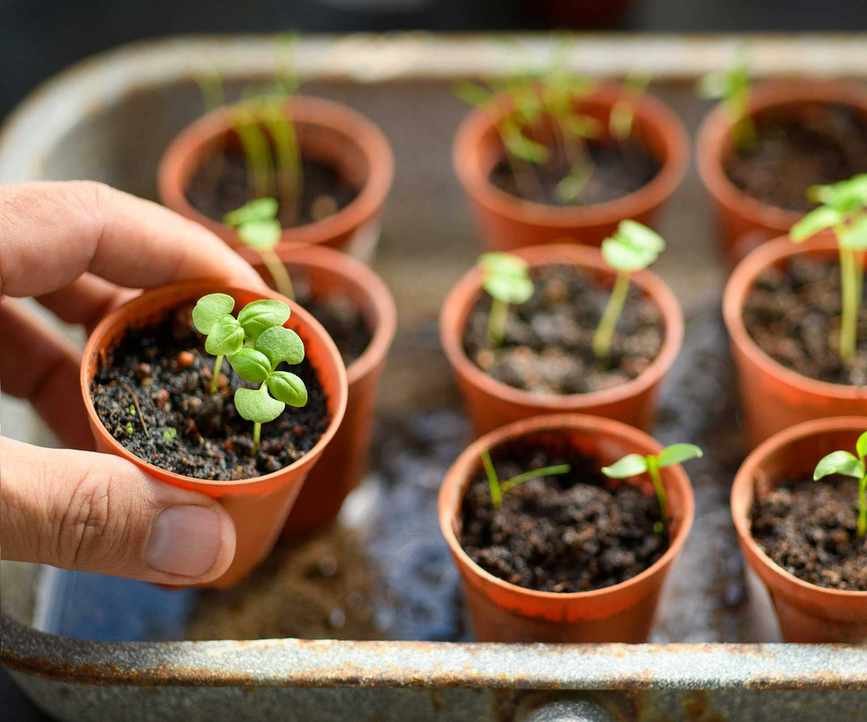 Seedlings in Pots