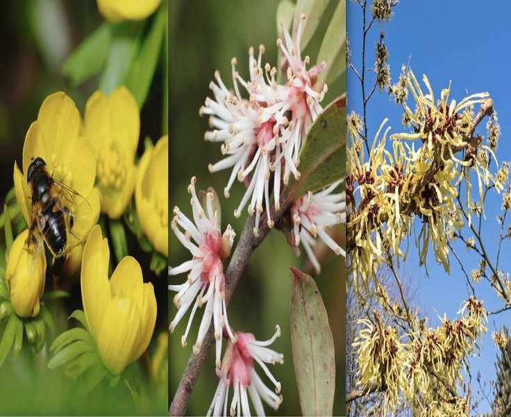 Create a Winter Border That Attracts Bees and Brightens Your Garden