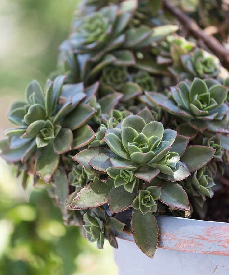 Sempervivum in pot