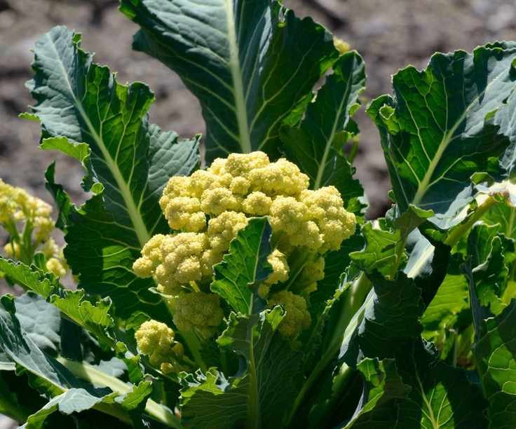 Perennial 'Nine Star' broccoli florets up close