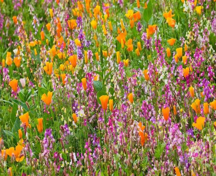 7 Fast-Growing Flowers to Plant in Spring for Summer Blooms
