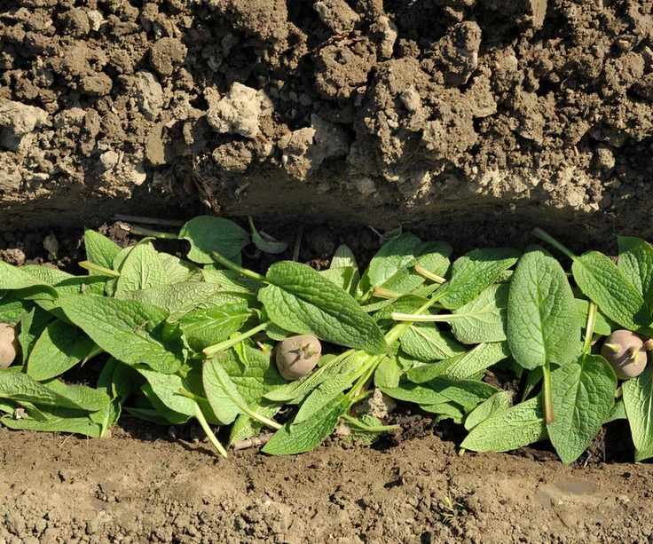 Potatoes growing in comfrey-lined trenches