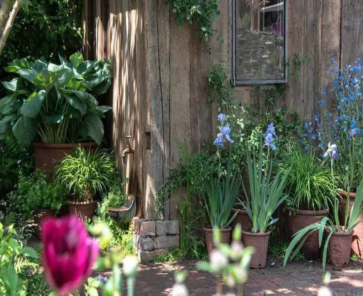 3 Low-Maintenance Plant Combos for Effortless Container Gardening