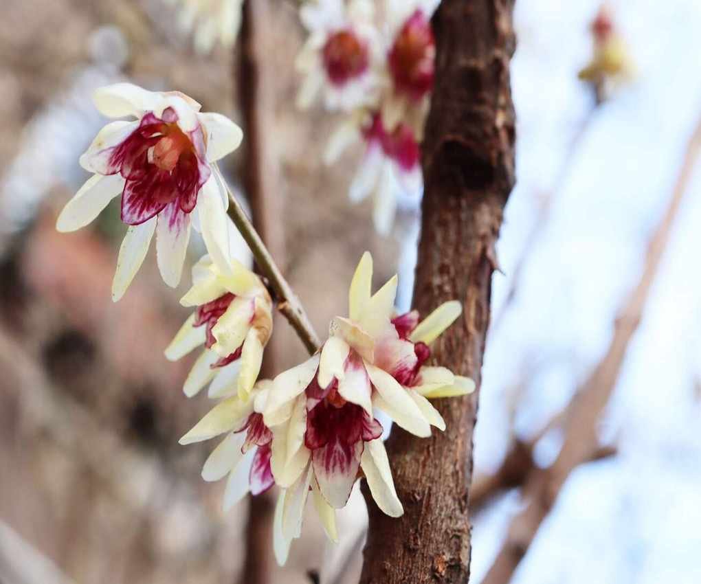 Chimonanthus praecox Wintersweet