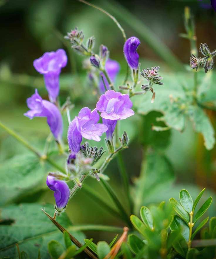 Scutellaria incana