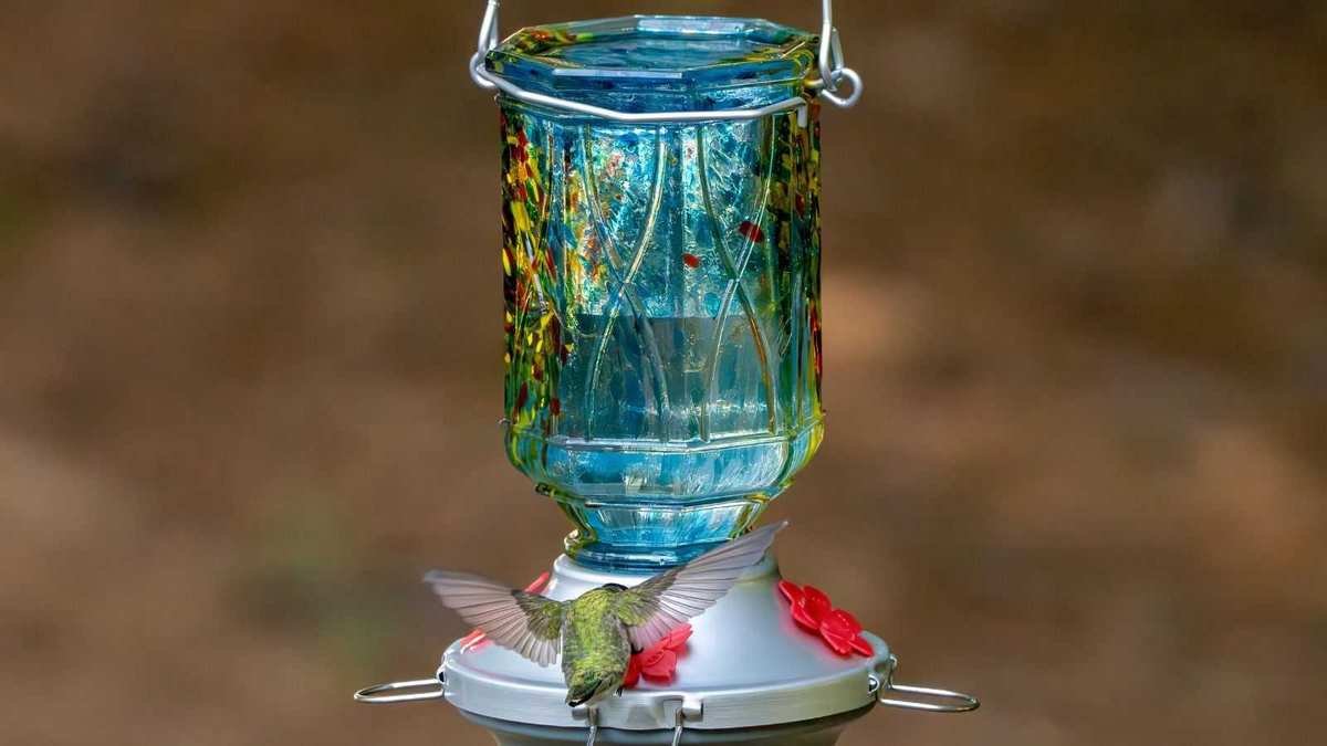 Affordable Glass Hummingbird Feeders That Add Charm to Your Garden