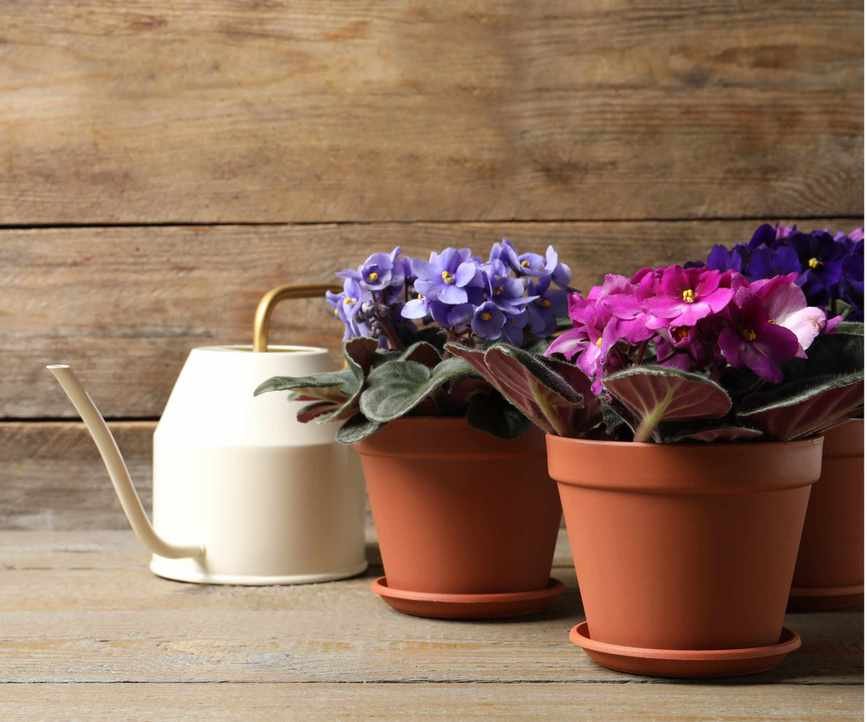Watering African violets