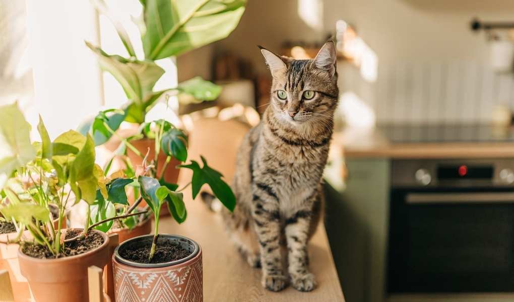Training Tips to Keep Your Pets Off Kitchen Counters