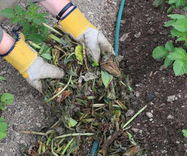 Using comfrey as mulch