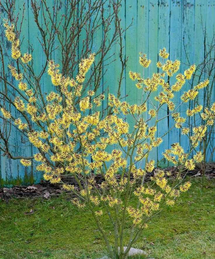A yellow witch hazel tree blooming against a blue wall