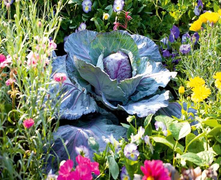 vegetable garden - cabbage