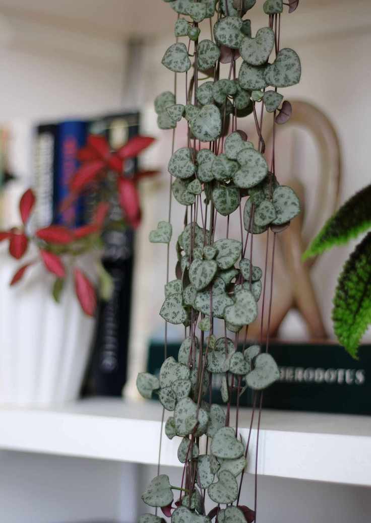 String of hearts