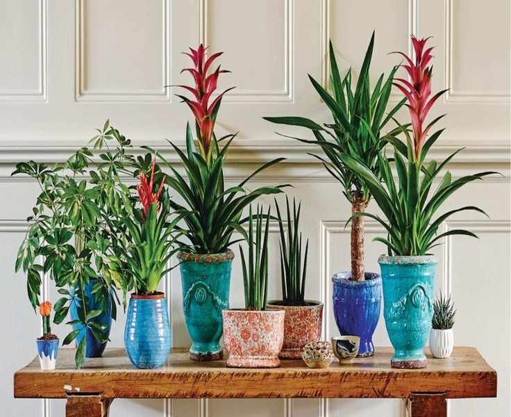 This Bottom Watering Method Eliminates Mold and Pests in Houseplants