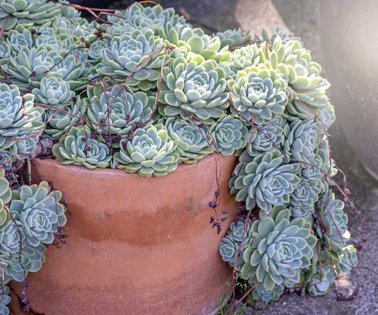 Succulents outdoors