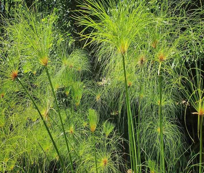 Growing Papyrus Outdoors: Tips for Thriving Water Plants