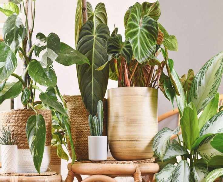 Top 10 Houseplant Mistakes to Avoid for Thriving Indoor Plants