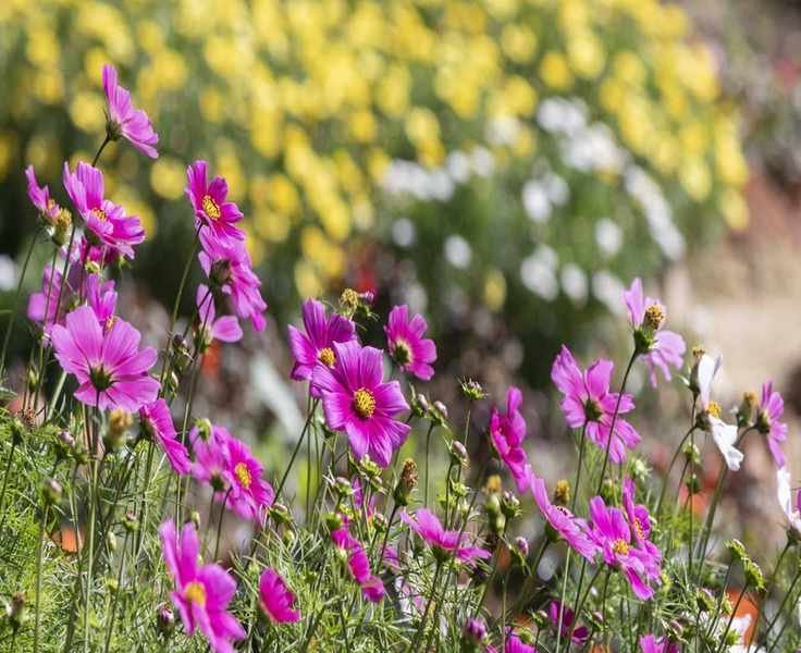 Understanding Cut-and-Come-Again Flowers for Your Garden