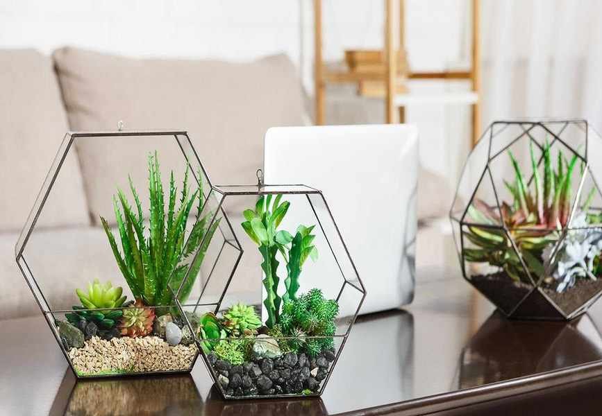 Top Terrarium Plants – 10 Expert Picks for Your Indoor Garden