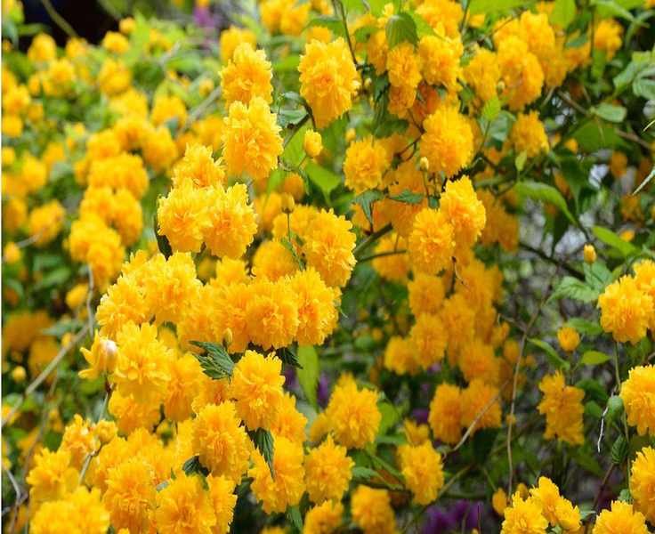 12 Spring-Flowering Shrubs to Bring Color to Your Yard
