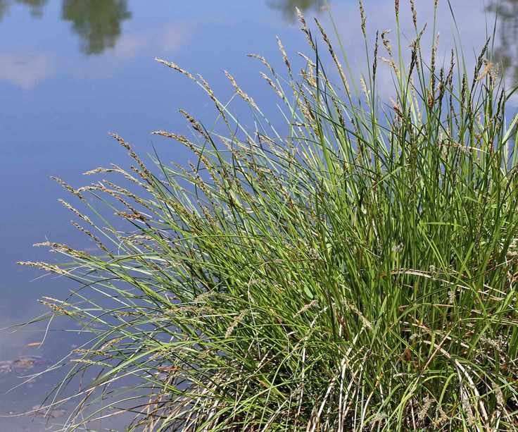 tussock sedge in pond
