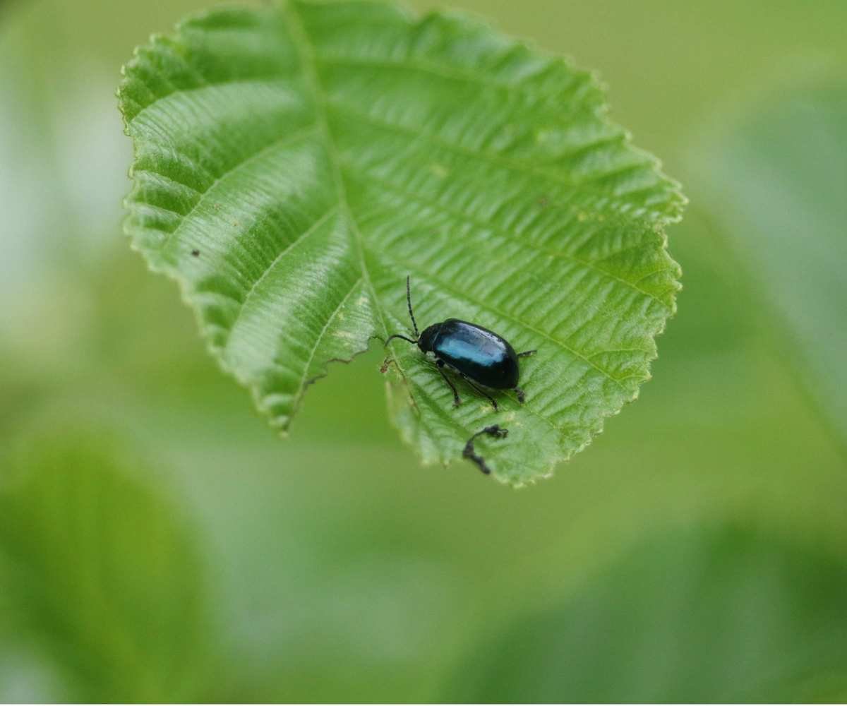 Alder leaf beetle