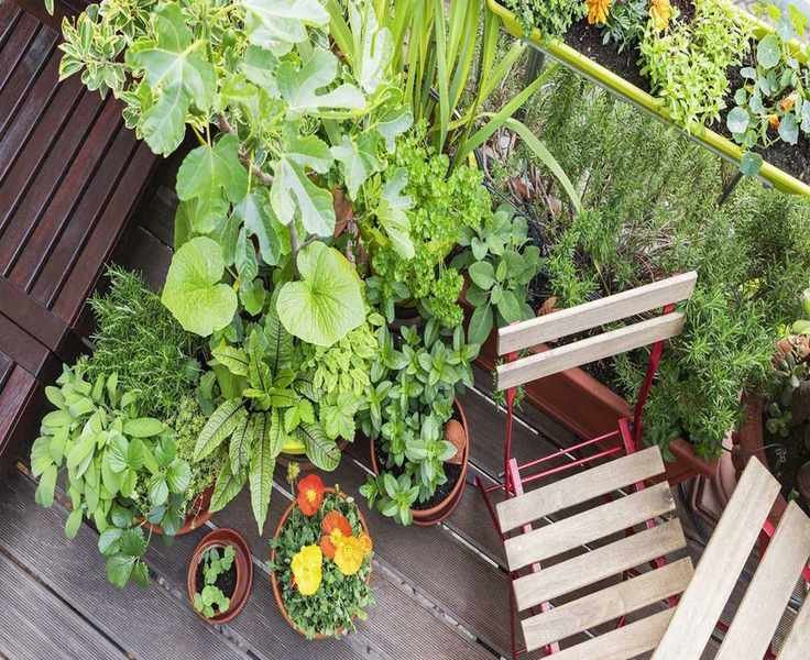 5 Stunning Plants for a Sensory Balcony Garden Experience