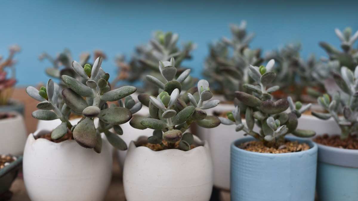Watering a Jade Plant: Tips for Healthy Growth and Care
