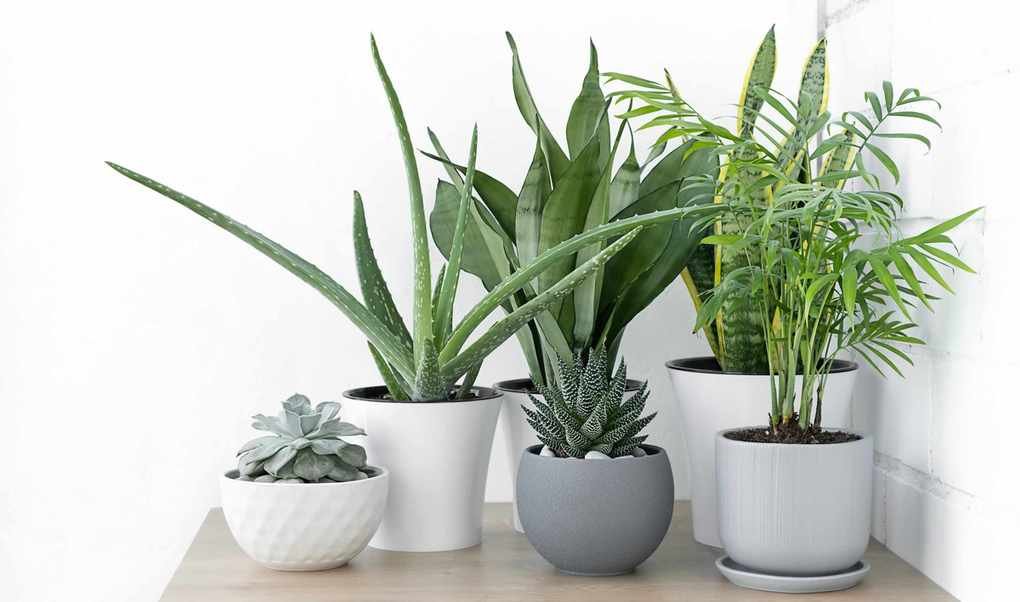8 House Plants That Help Reduce Stress and Promote Relaxation