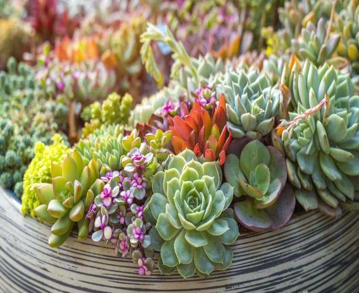 Birth Month Succulents: 12 Unique Types for Every Month