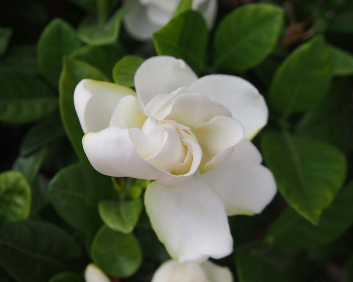 Pruning Gardenias: Timing for a Healthy Shrub