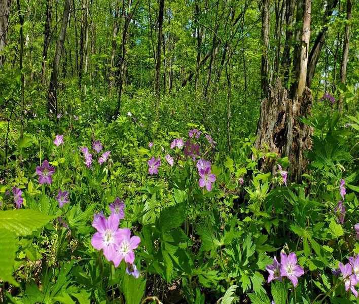 Growing Wild Geraniums: Tips for Shaded Garden Spaces