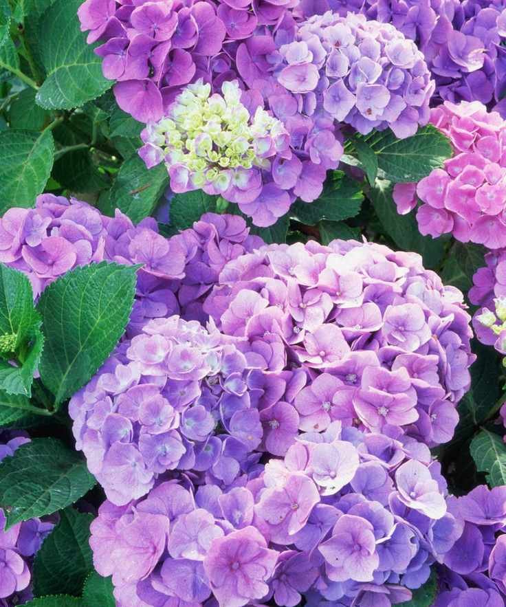 Hydrangeas