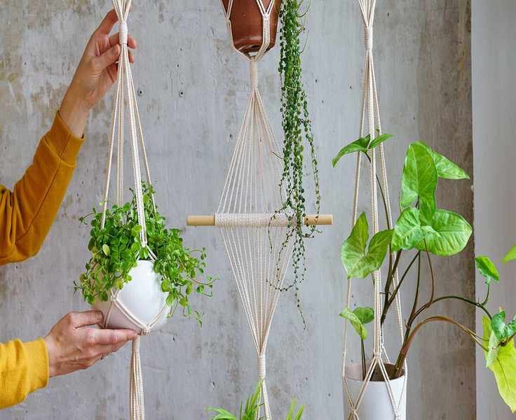 Elevate Your Indoor Plants: 3 Creative Ways to Hang Them