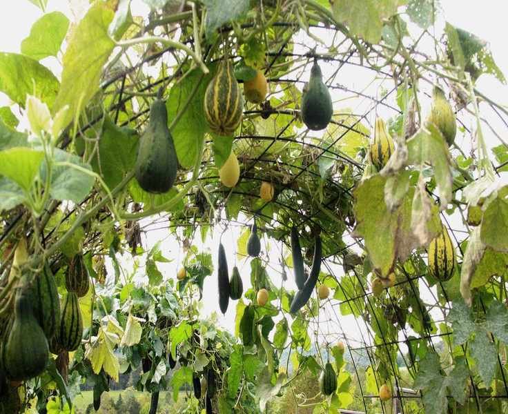Grow Squash Vertically: Space-Saving Tips for Your Garden