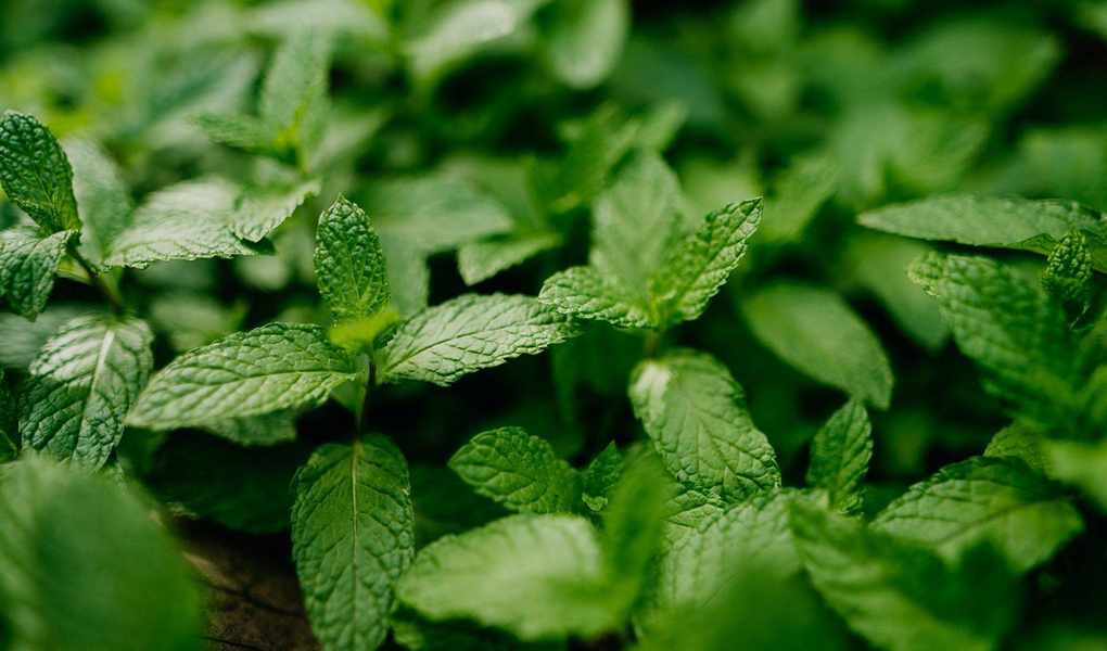 Mastering Mint Pruning for Fresh Flavorful Leaves