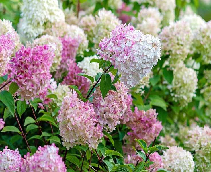 When to Plant Hydrangeas for Stunning Blooms All Season Long