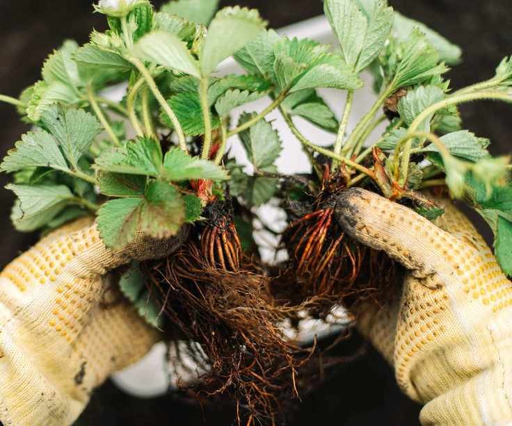 Strawberry plants being prepared to be planted into the garden