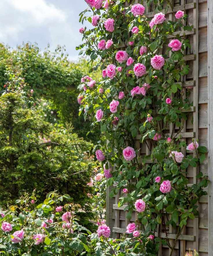 pink Gertrude Jekyll climbing rose