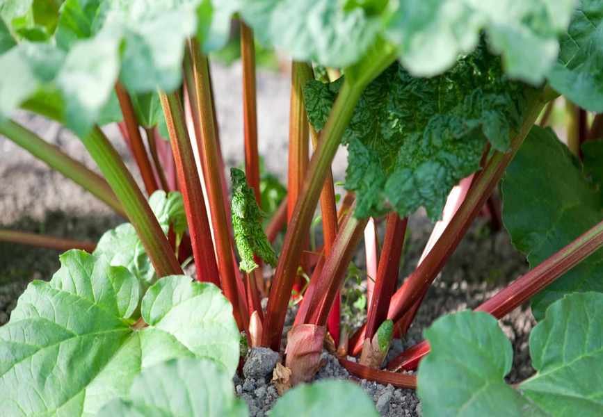 Optimal Timing for Planting Rhubarb to Enjoy Crunchy Stems