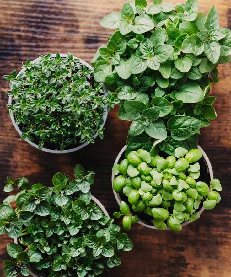 herbs in pots