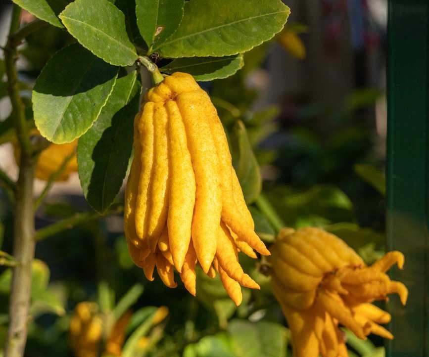 The unique fruits of a Buddha's hand citron growing on a tree
