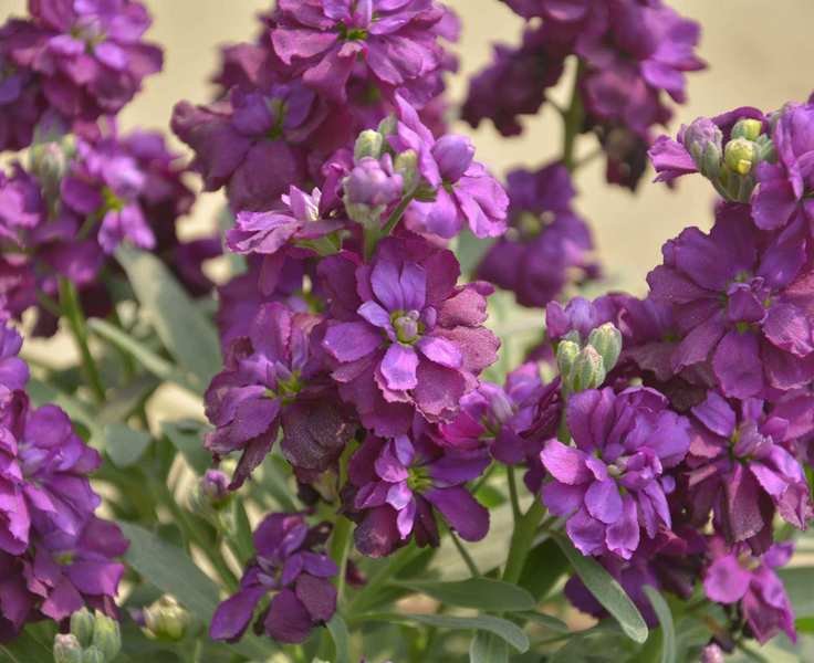 Night scented stock flowers