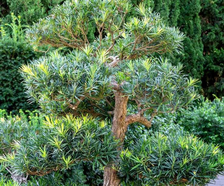 Buddhist pine, also called Yew Plum Pine